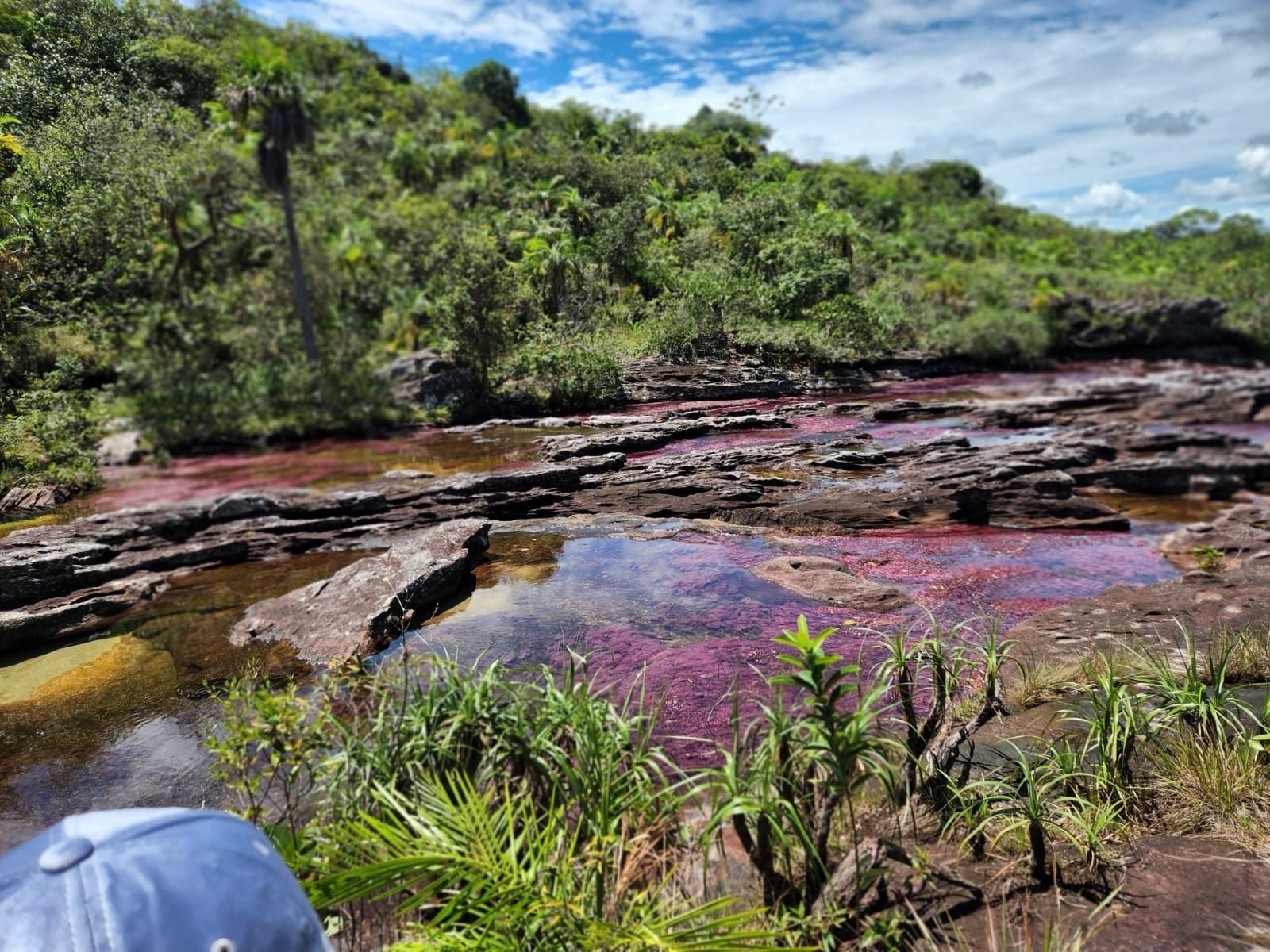 Cano Cristales en La Macarena